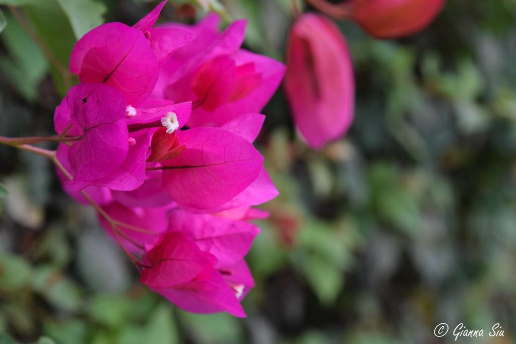 Huaranjapo Bed & Breakfast El Carmen Ngoại thất bức ảnh